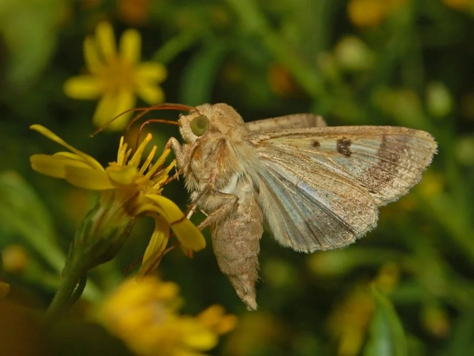 The decimation of global food stocks aside, Helicoverpa armigera is a bit of a cutie.