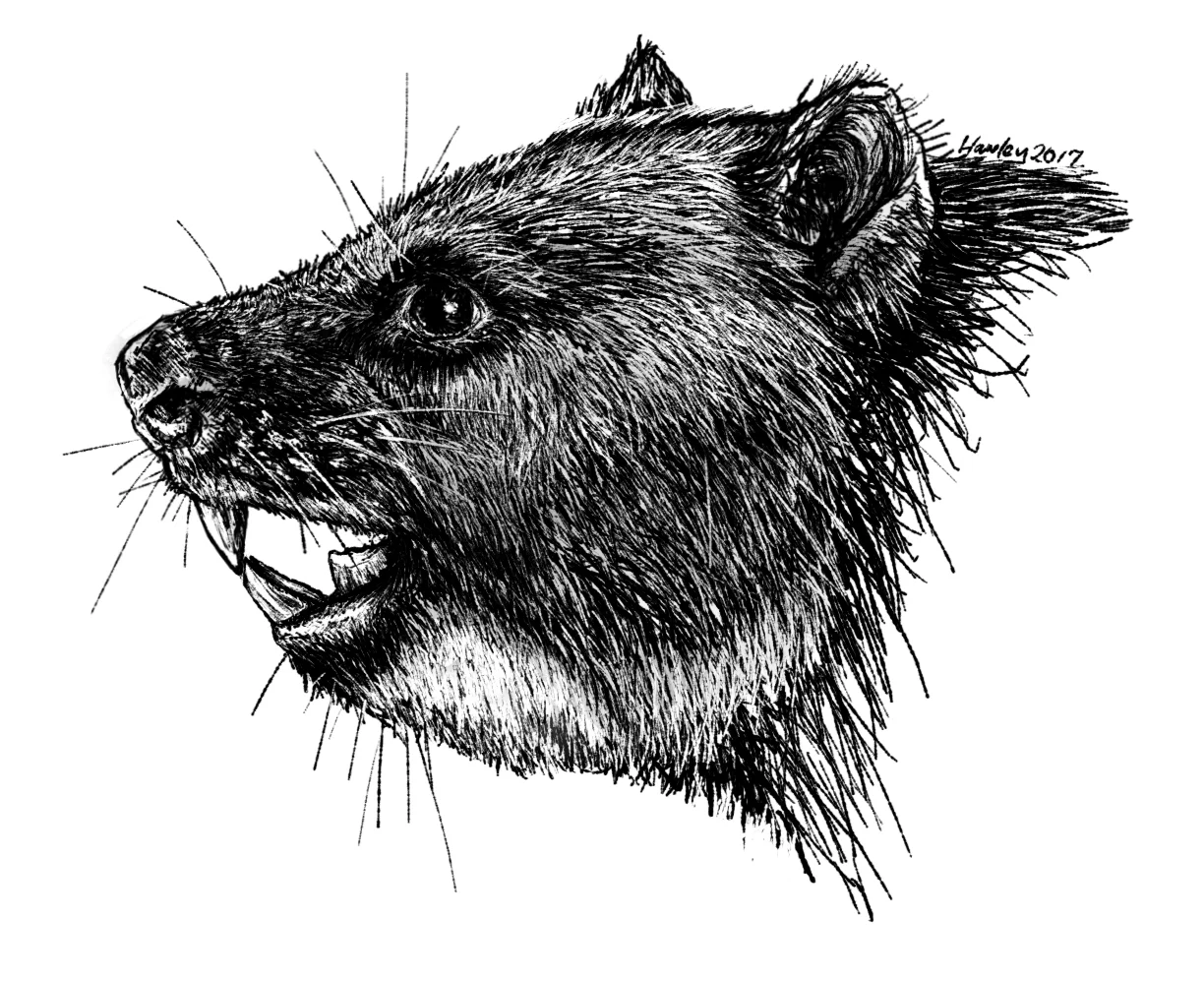 I actually did this illustration after finishing up the marsupial project and writing this blog entry. Evidently I still had the marsupial lion on my mind and wasn't quite pleased with the painted products. It might look like pen, but it was actually drawn on a tablet. Interestingly, while the commissioned paintings took me some months, this one took just a single sitting in the park...