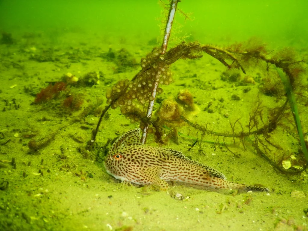 A spotted handfish mother guarding her seagrass nest and foliage of eggs. Image: Alex Hormann