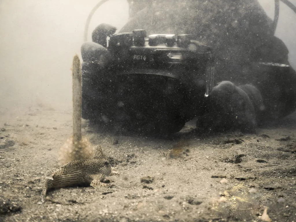 Some perspective, in our human hands, just how vulnerable this tiny animal is. Image: Alex Hormann