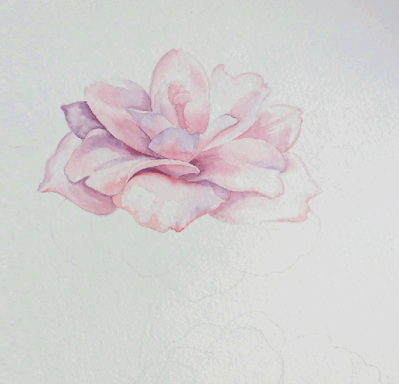 tweencamelia.gif