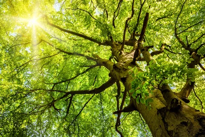 Fotolia_62139086_XS.jpg
