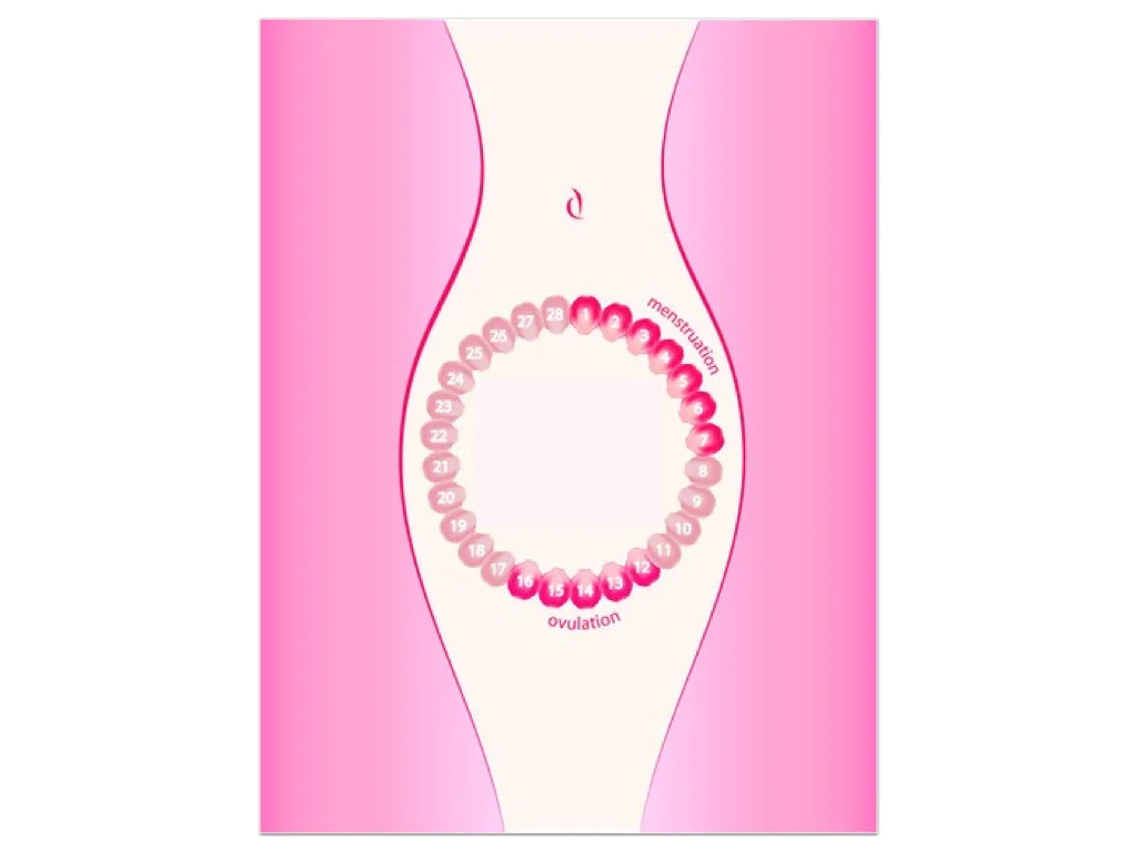 cycle mentruel.001.jpeg