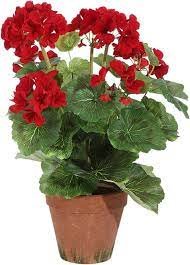 4.5" Potted Geranium