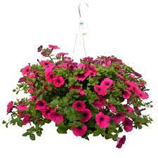 Petunias - 11" Hanging Basket