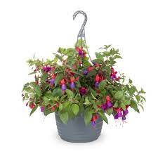 Fuchsia - 11" Hanging Basket