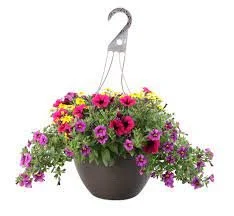 Mixed Plants - 11" Hanging Basket