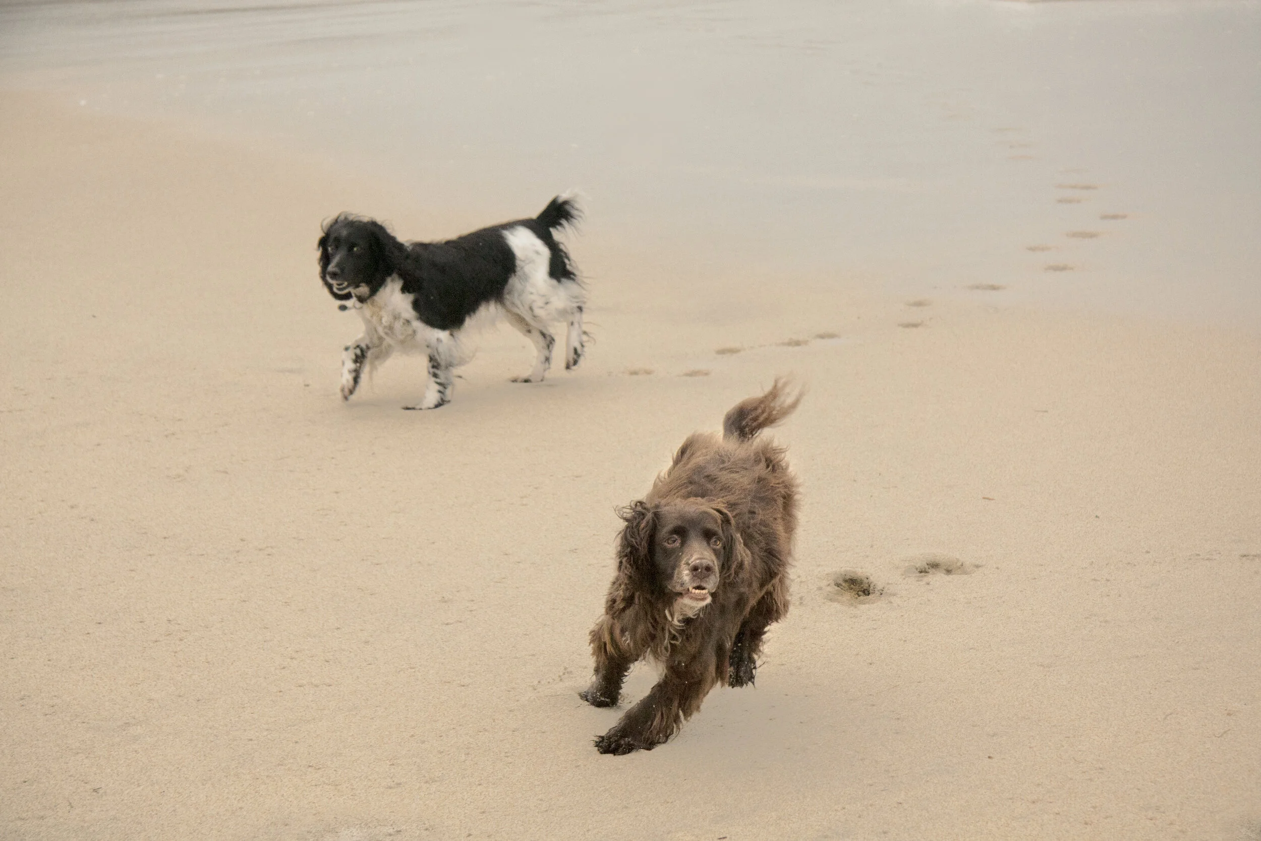 Doggies.jpg