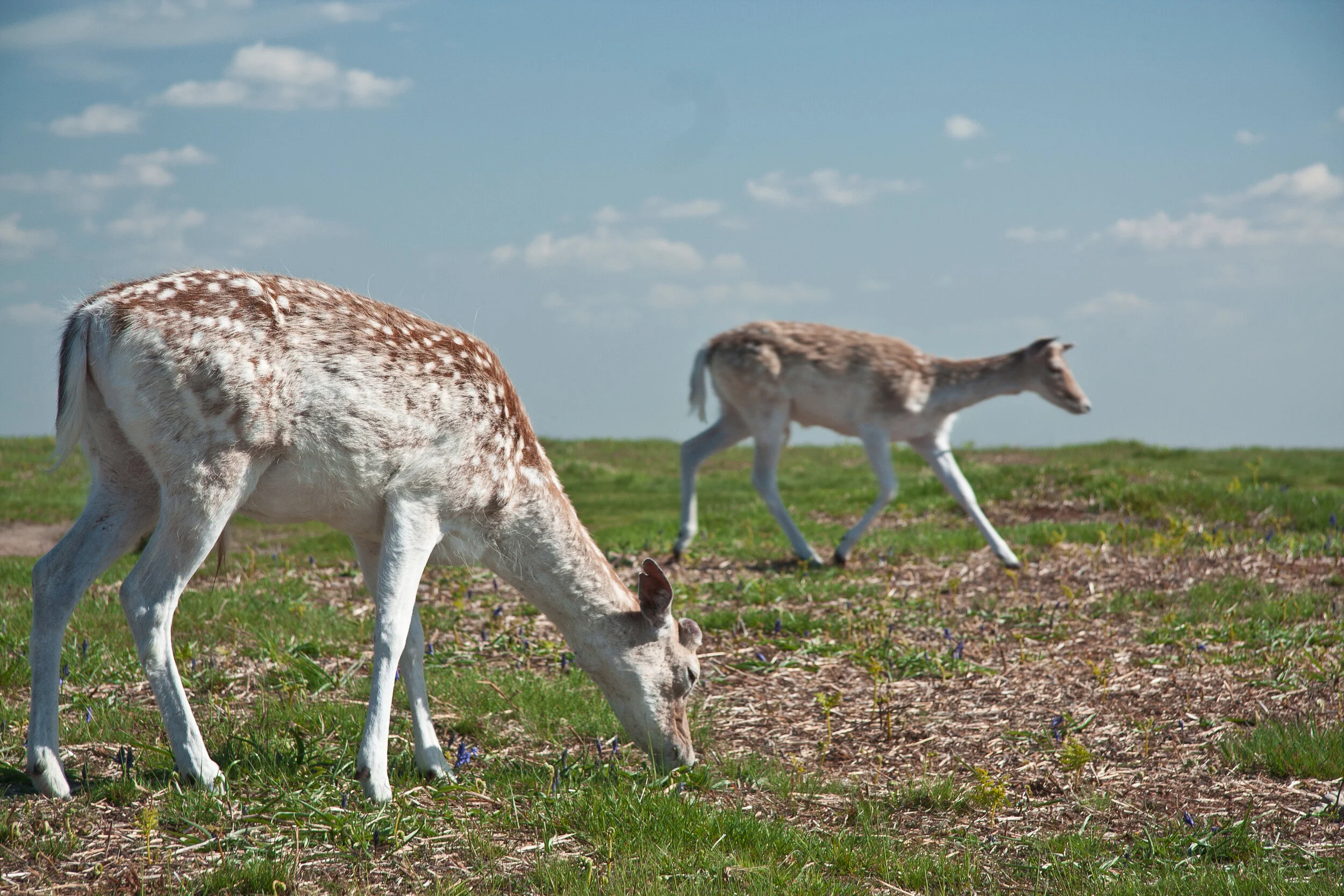 Deer_2.jpg