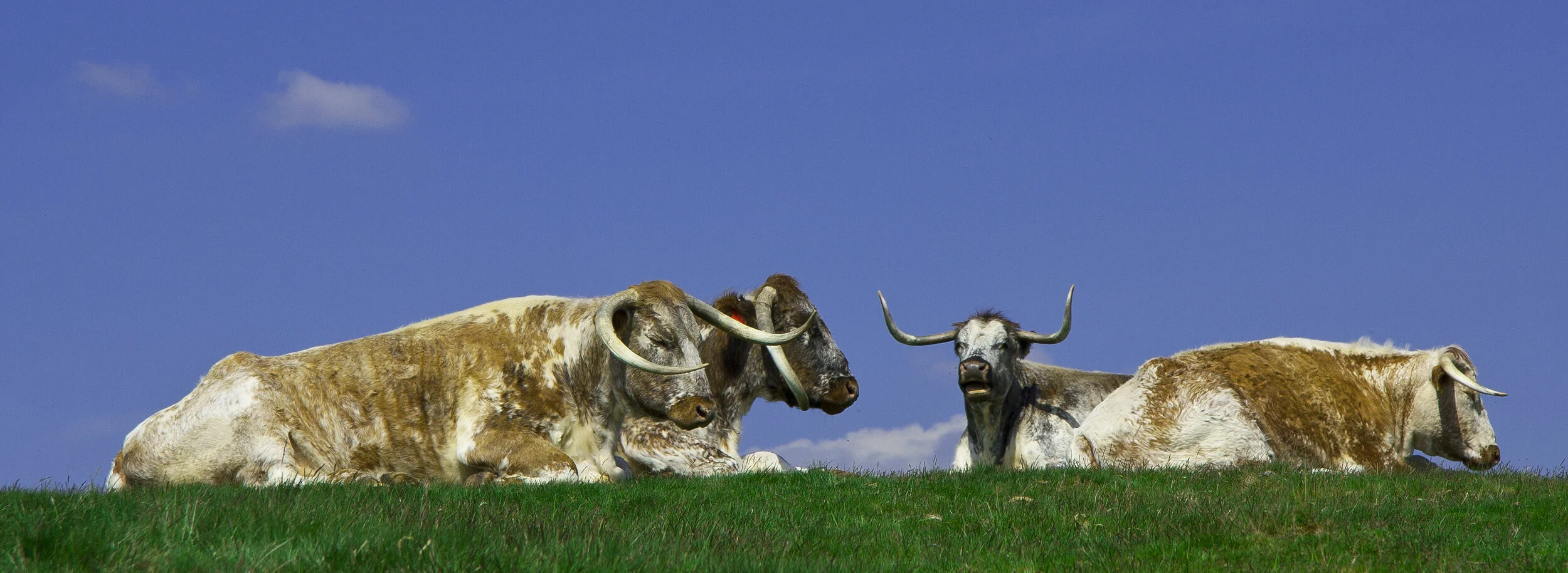 Cows_1.jpg