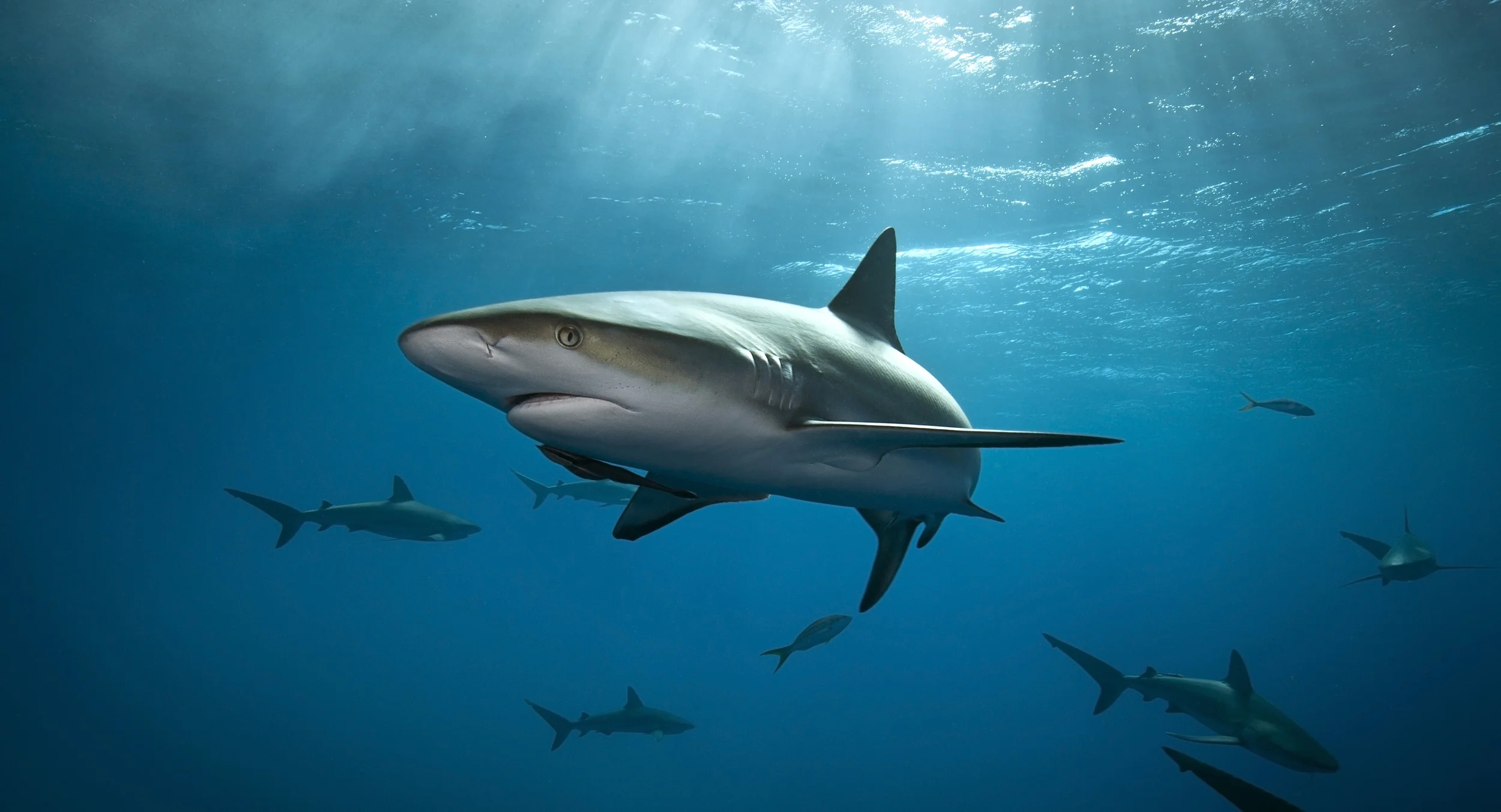Caribbean Reef Shark