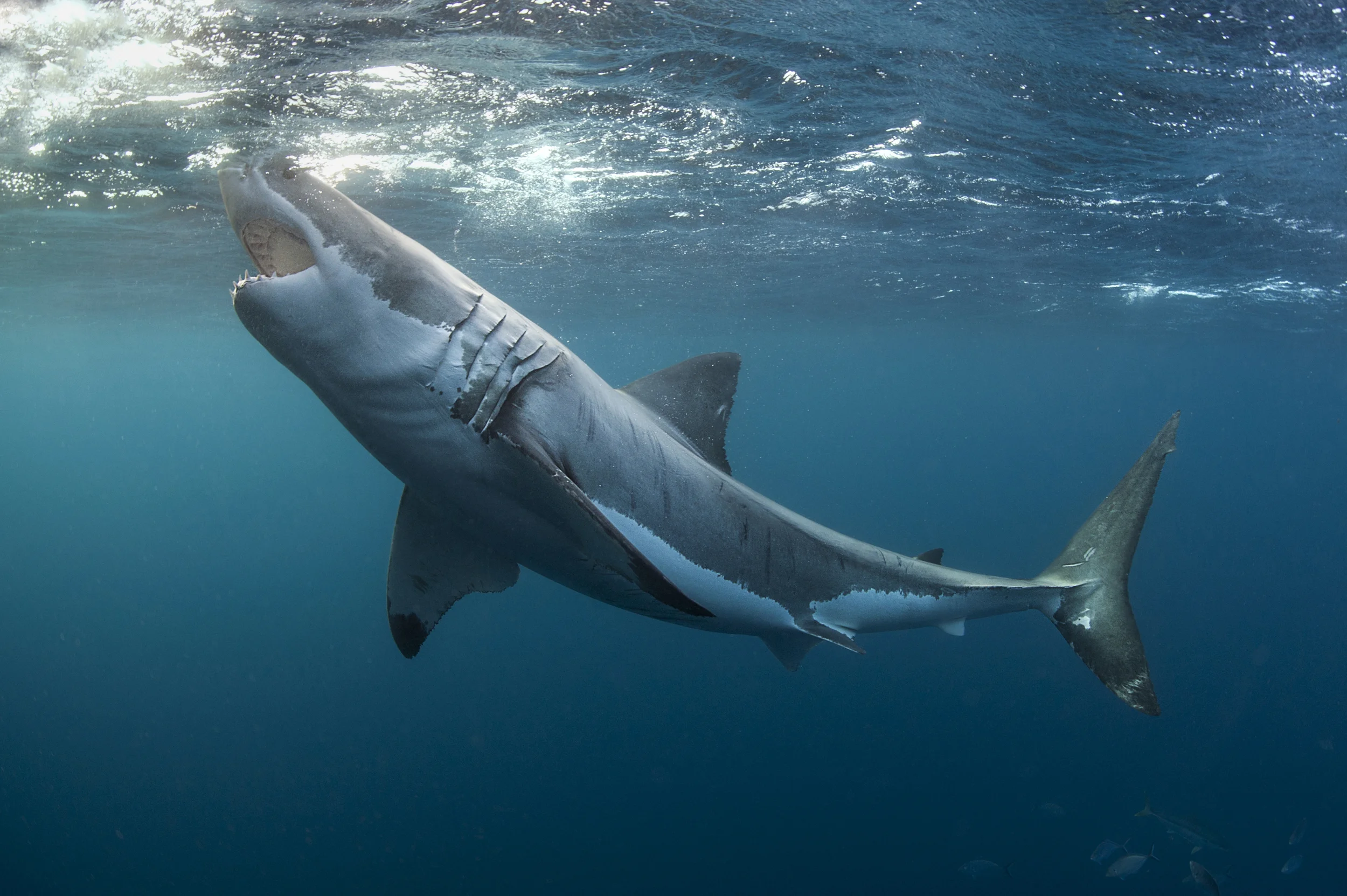 Great White Shark at the Surface (4)