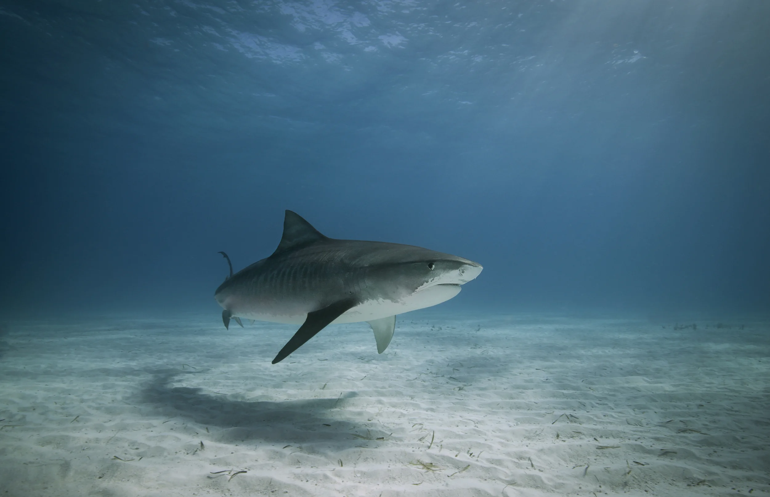 Tiger Shark (2)