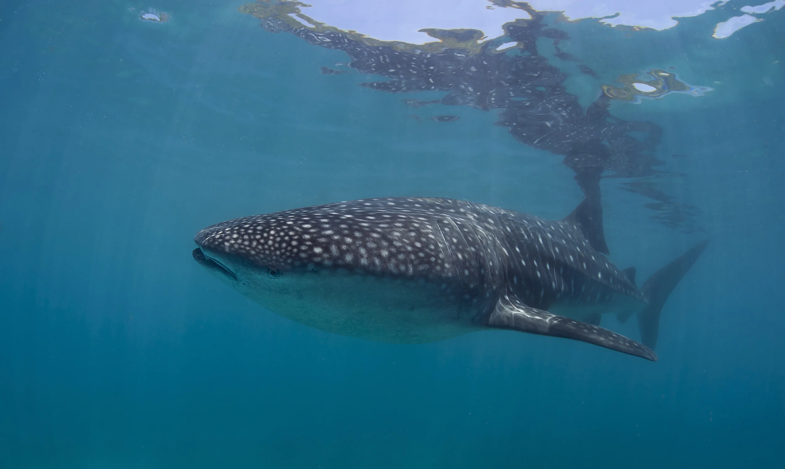 Whale Shark at the Surface