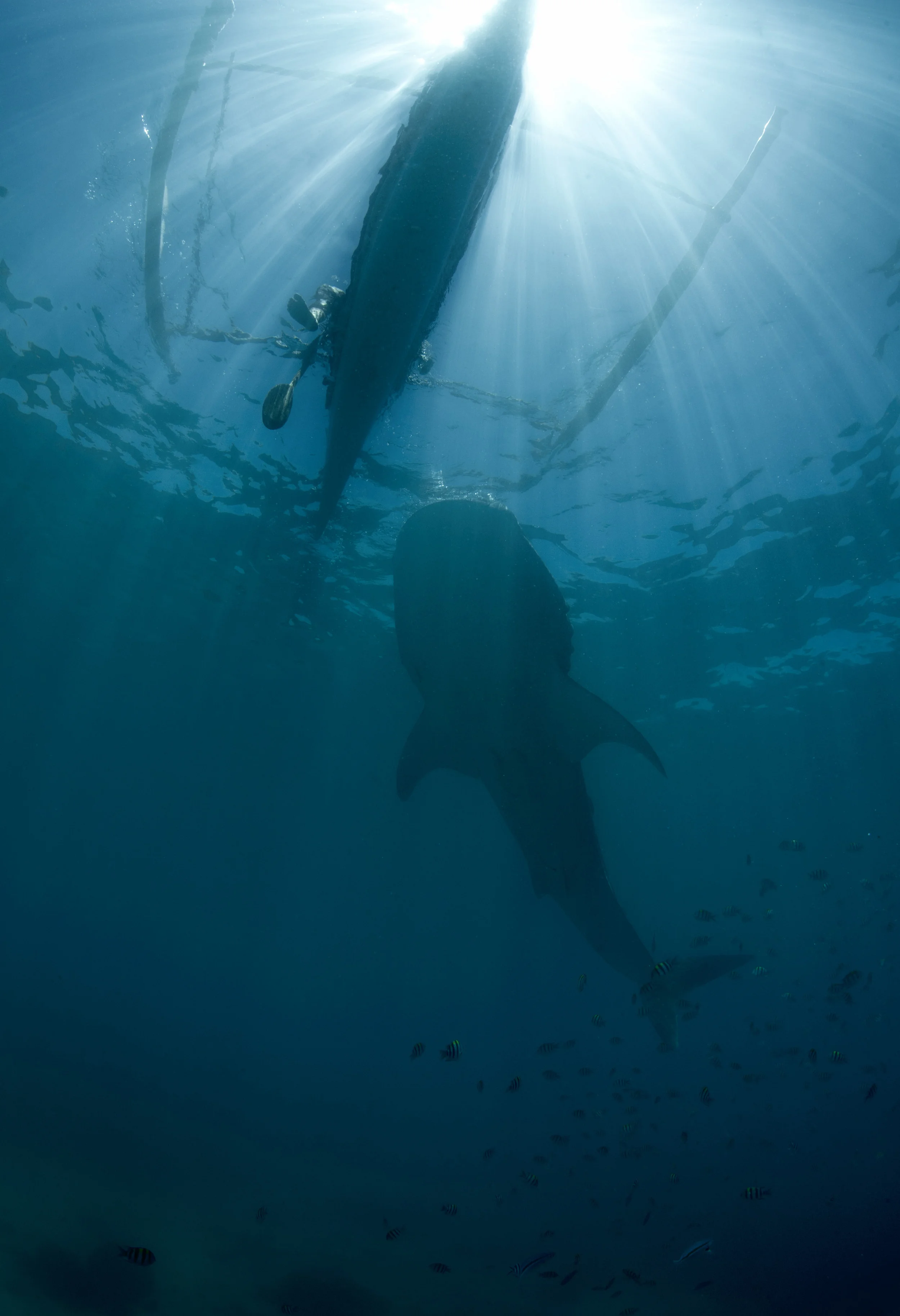 Whale Shark with Traditional Boat