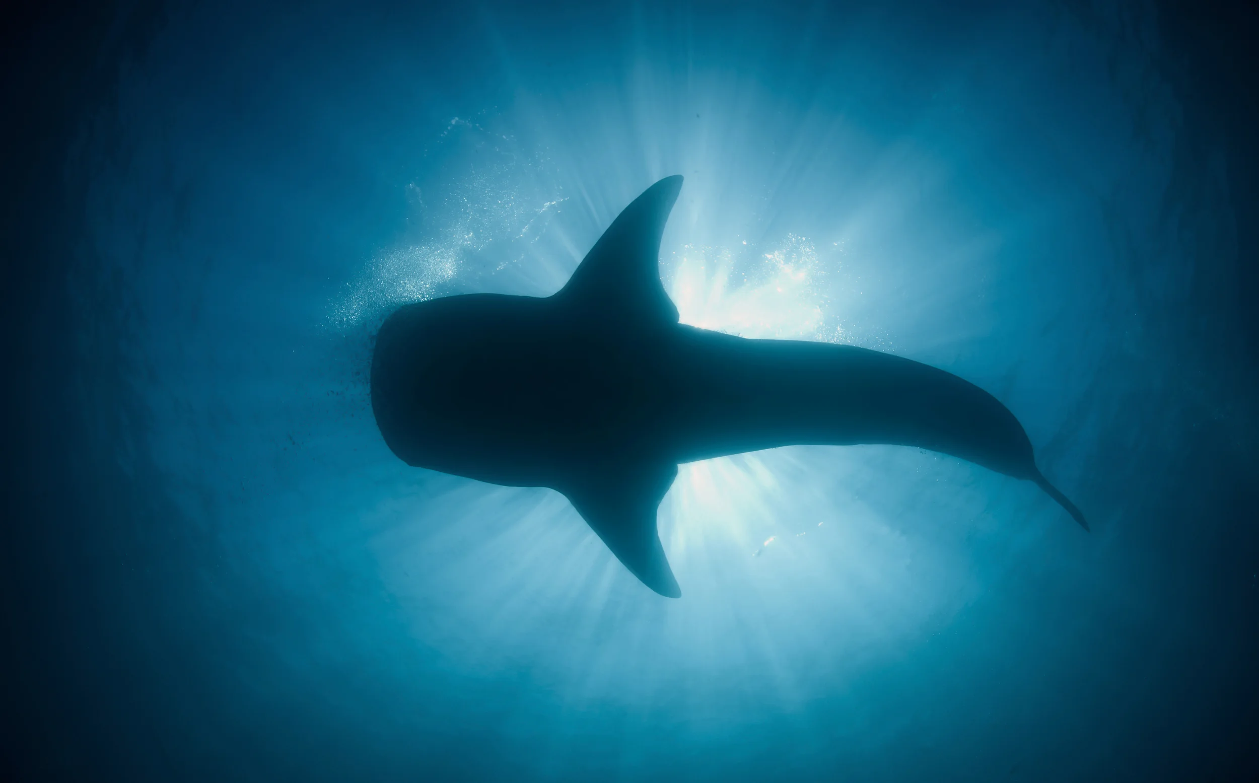 Whale Shark Sunburst