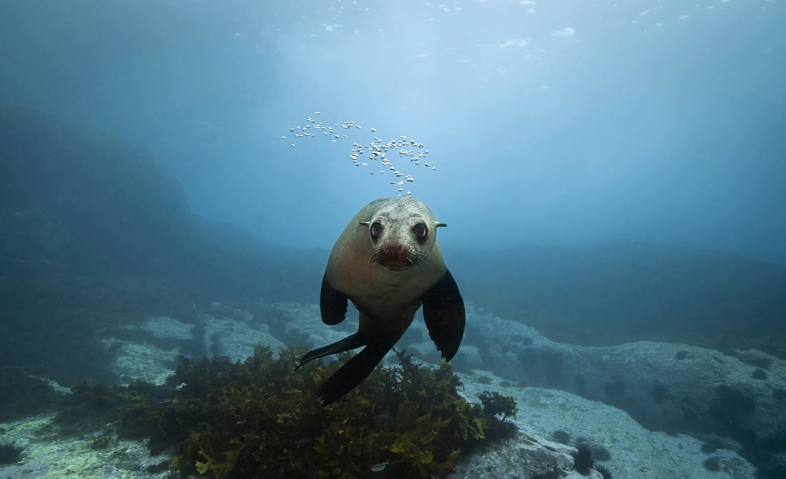 Australian Fur Seal Pup