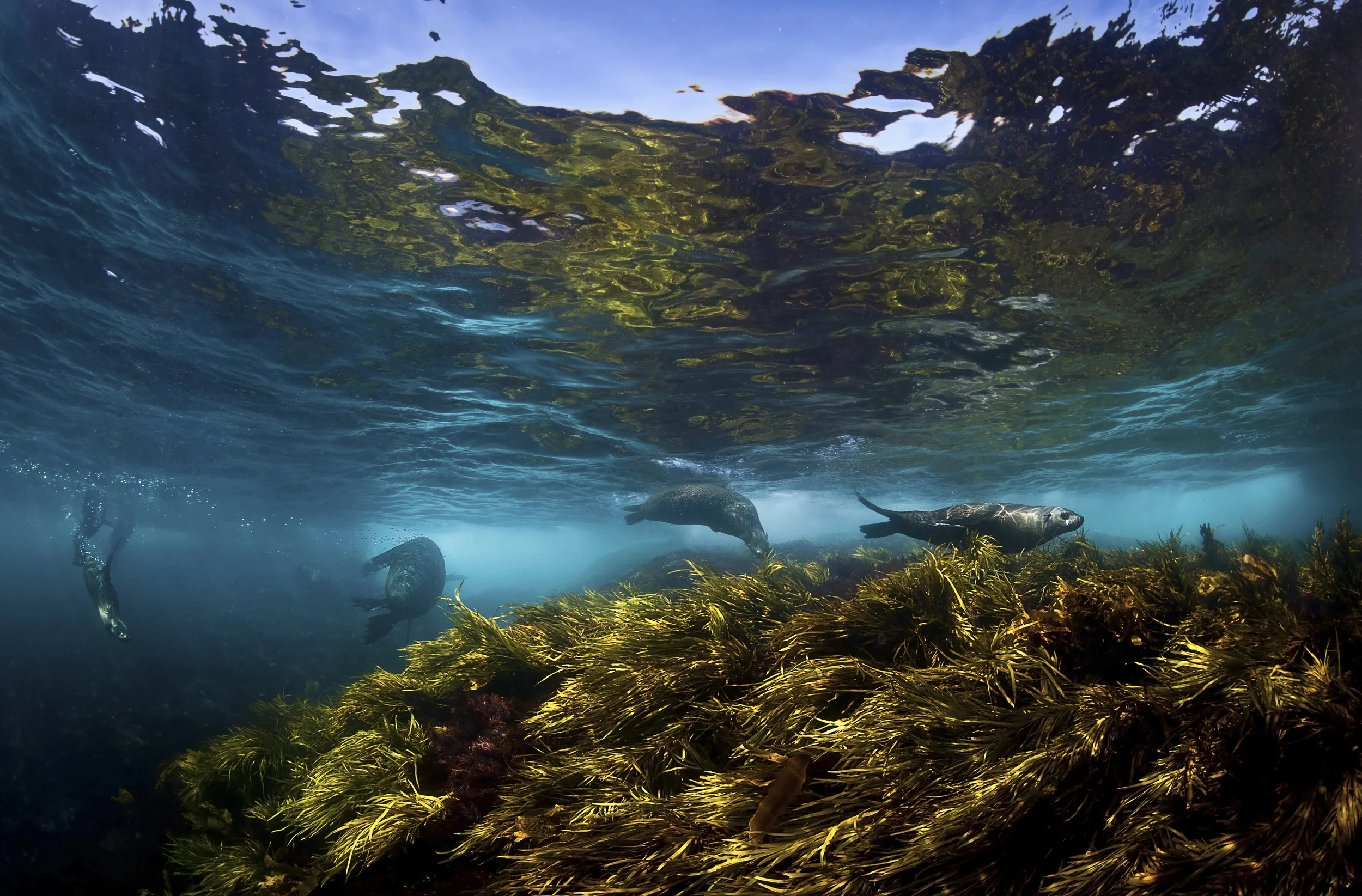 Australian Fur Seals (1)
