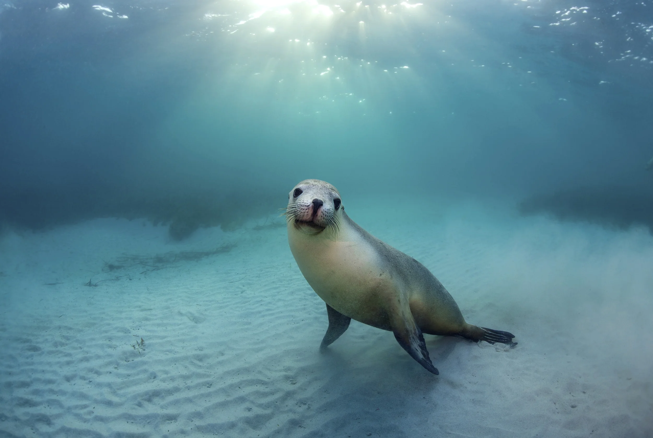 Australian Sea Lion (2)