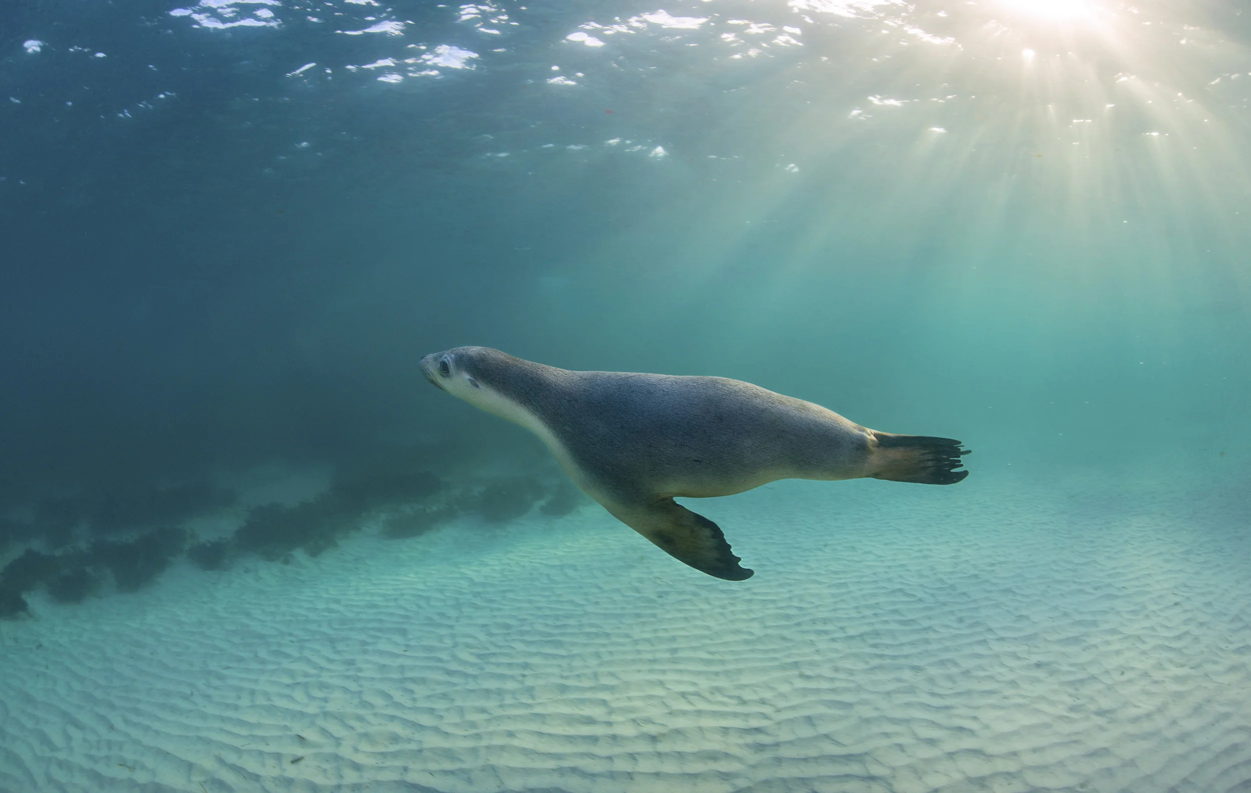 Australian Sea Lion (3)