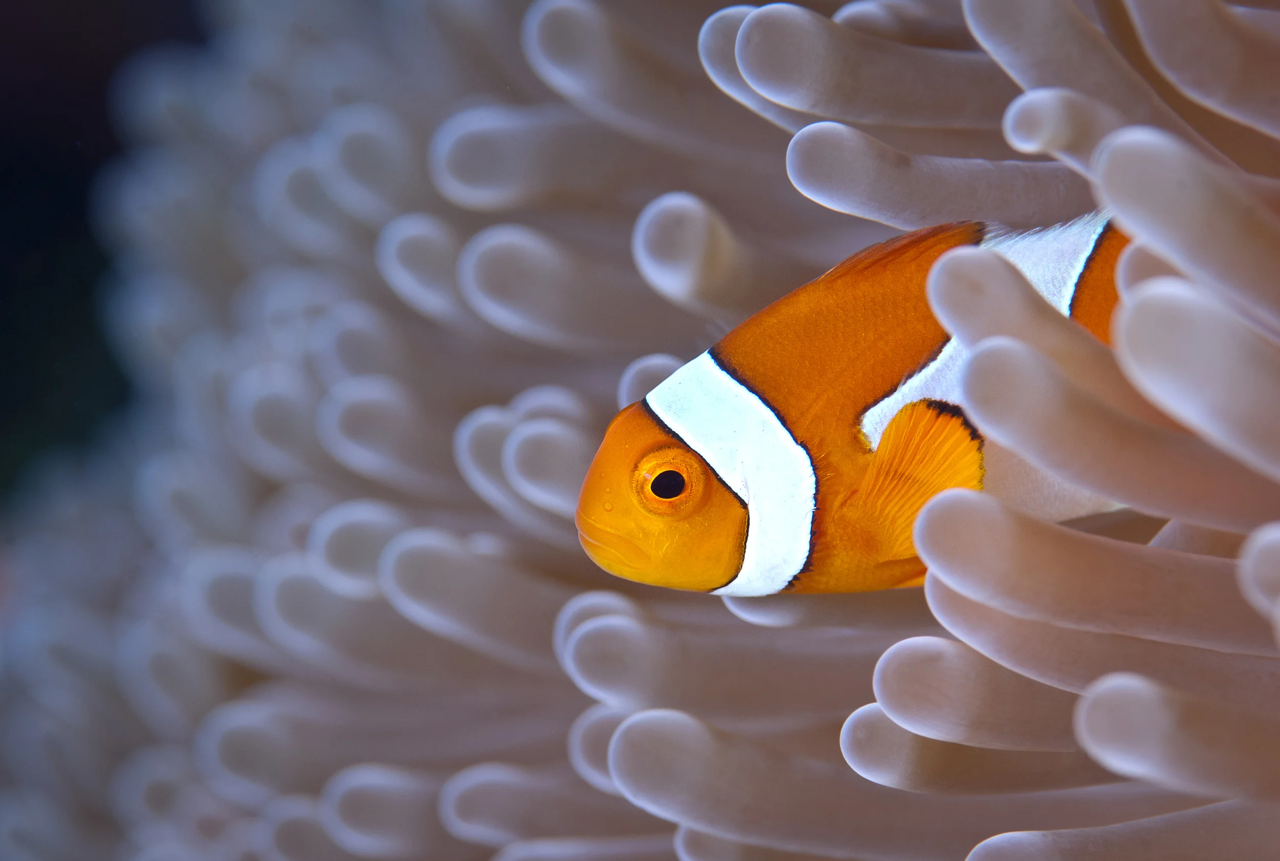 Ocellaris Clownfish (1)