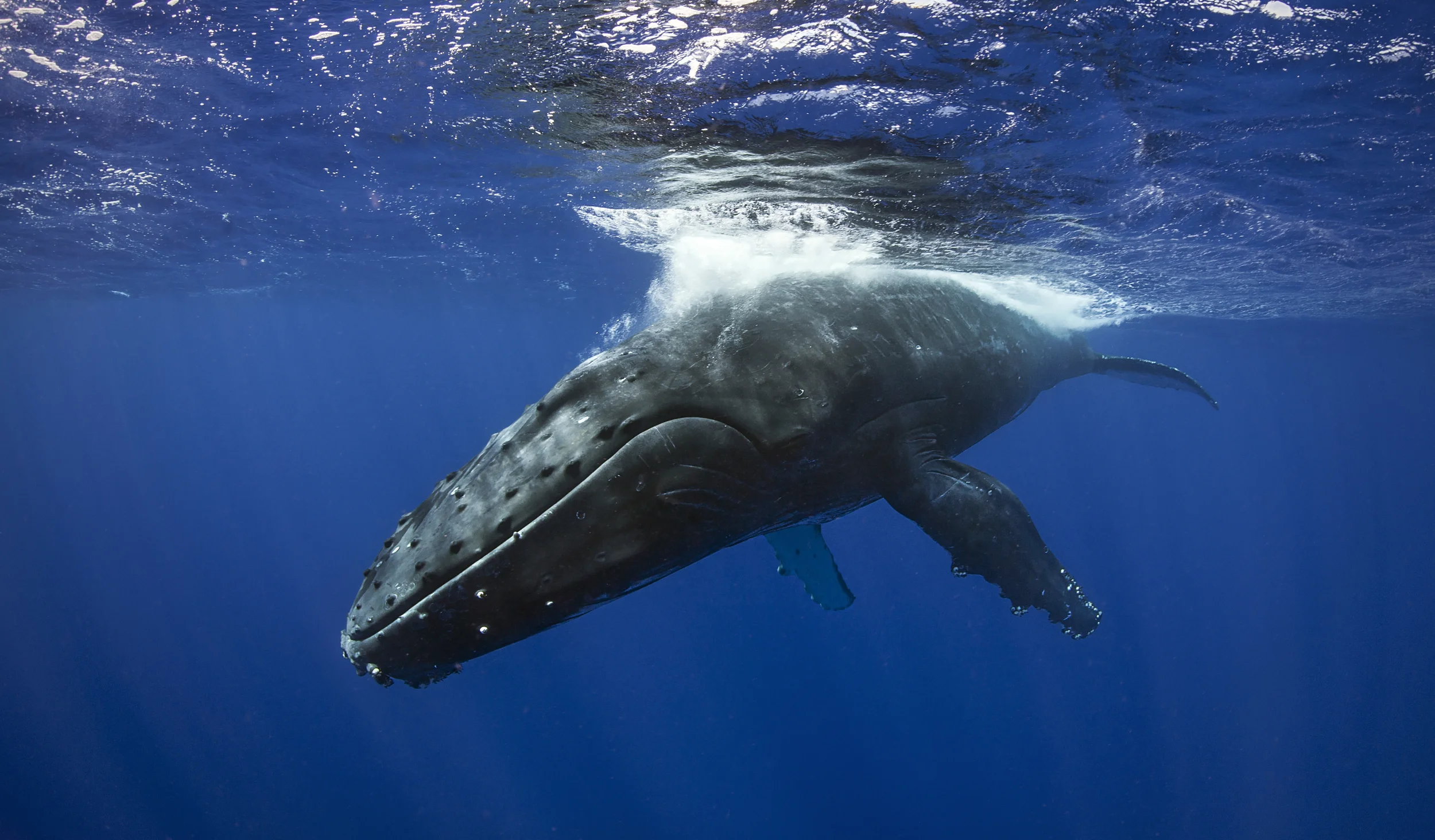 Humpback whale Tonga 3.jpg
