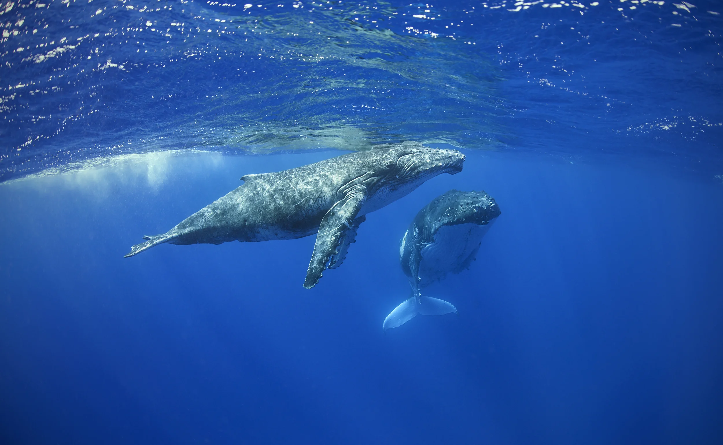 Sleeping Humpback Whale with Calf (2)