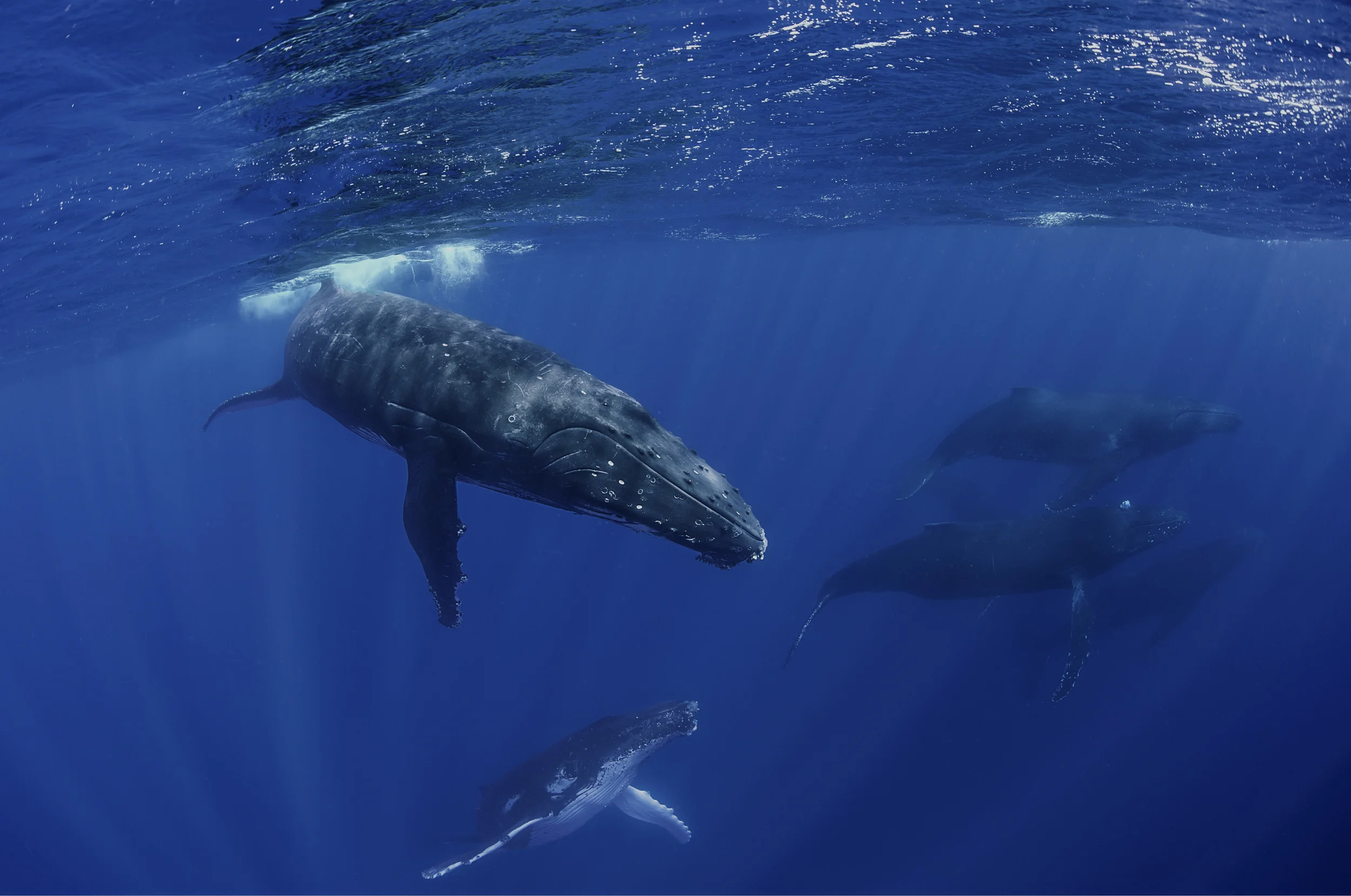 Humpback Whale Bull Run