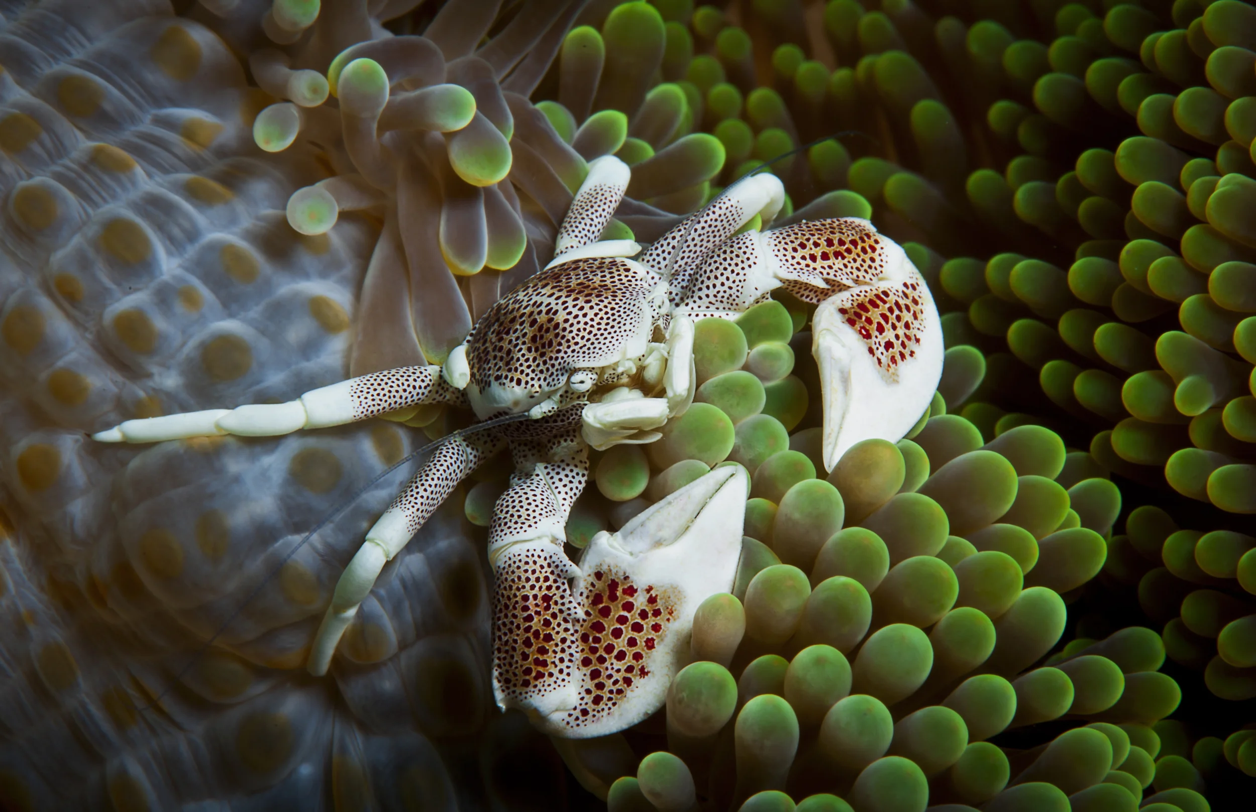 Porcelain Crab in an Anemone