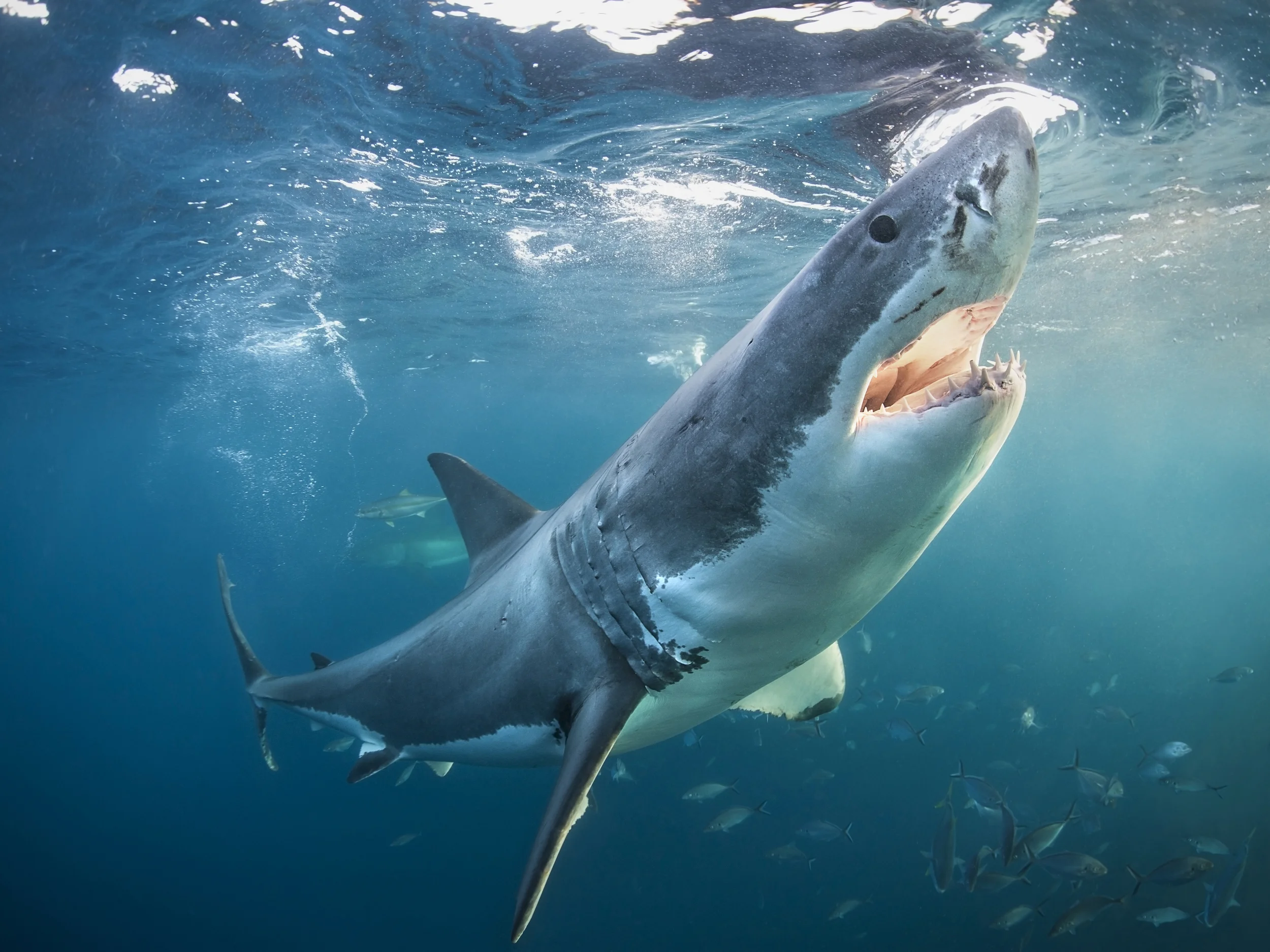 Great white shark at the Neptune Islands with the afternoon sun in his mouth.