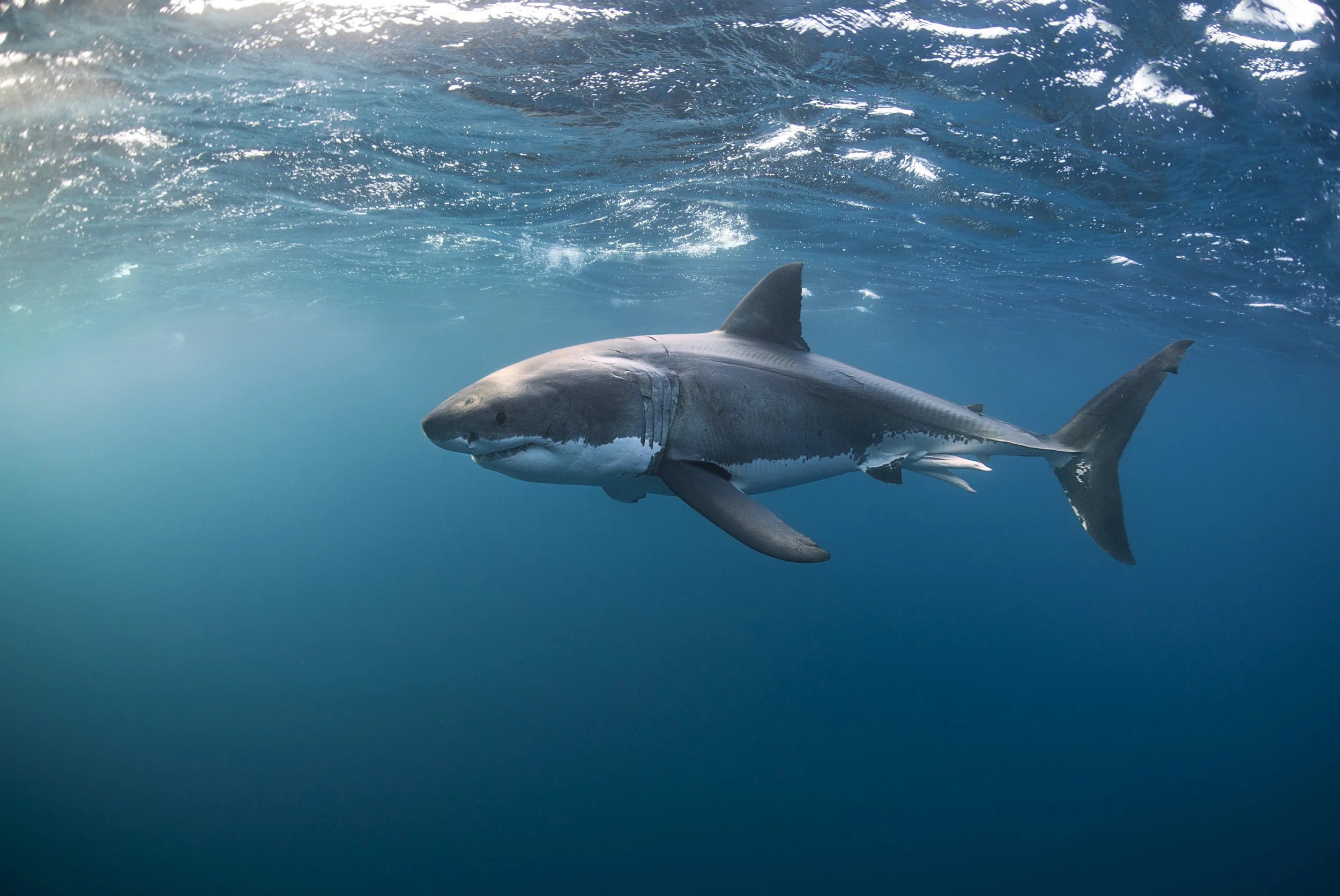 Great white shark at the Neptune Islands.