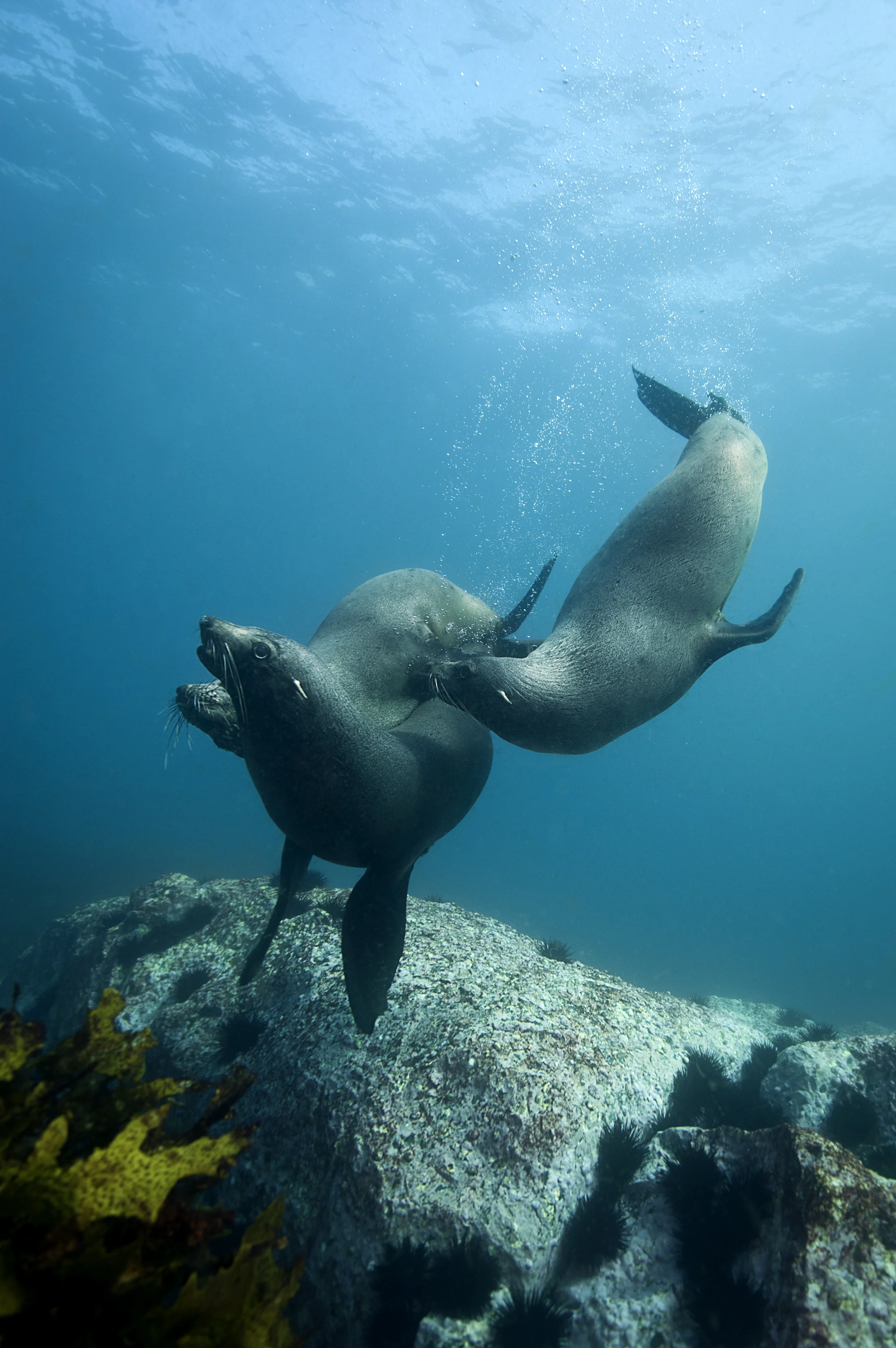 Australian Fur Seals (3)