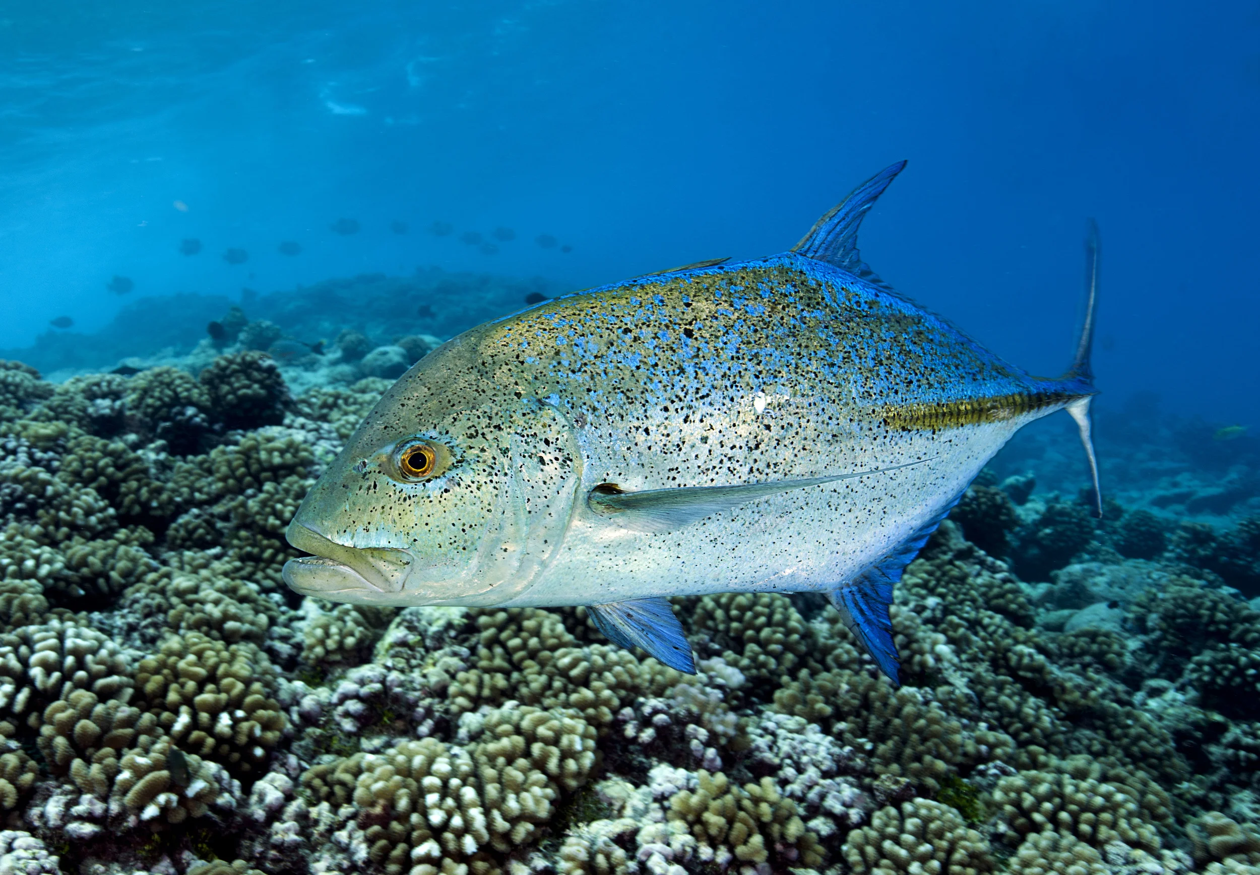 Bluefin trevally, Tiputa Pass, Rangiroa, French Polynesia.