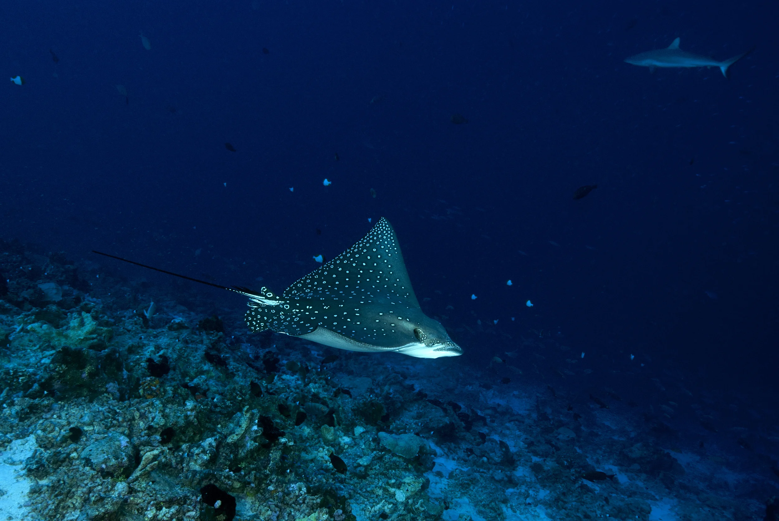 Eagle Ray, Tiputa Pass, Rangiroa, French Polynesia.