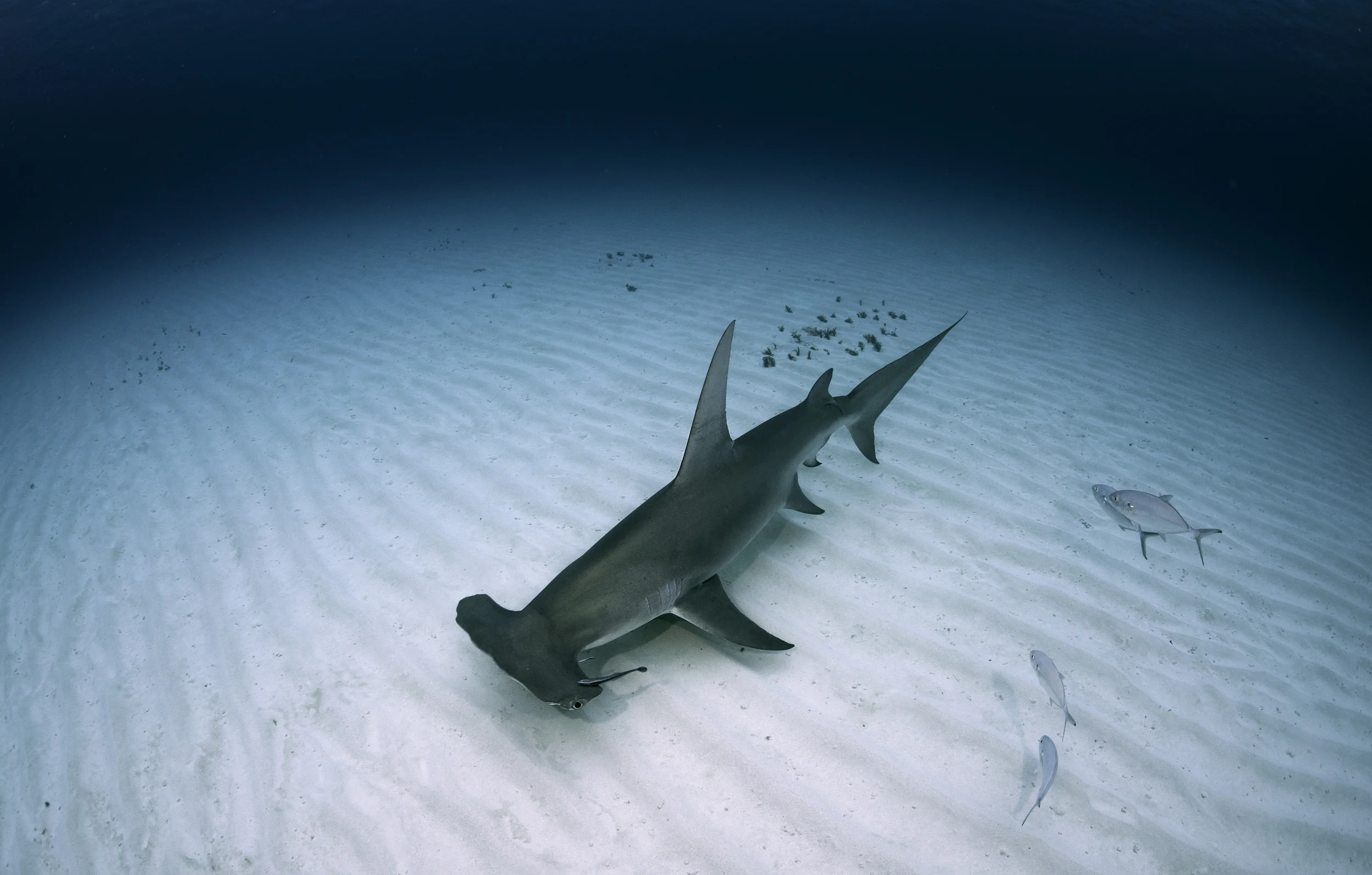 Great hammerhead shark, Bimini, Bahamas.