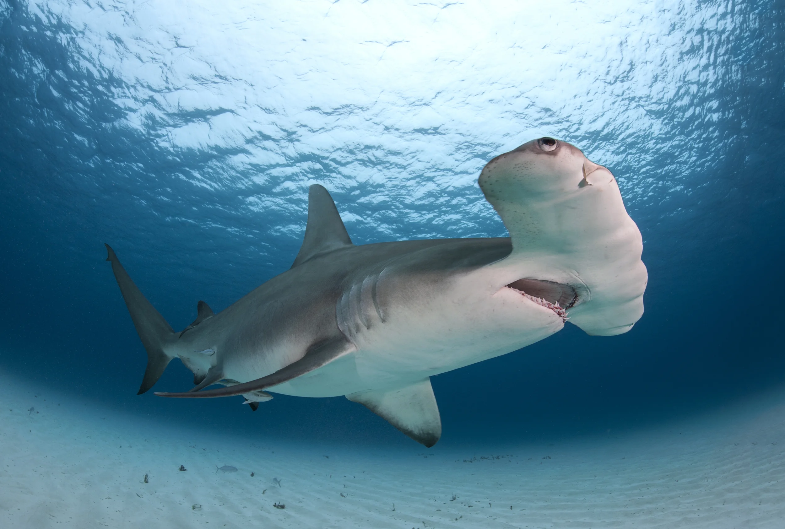 Great Hammerhead Shark Passes Over