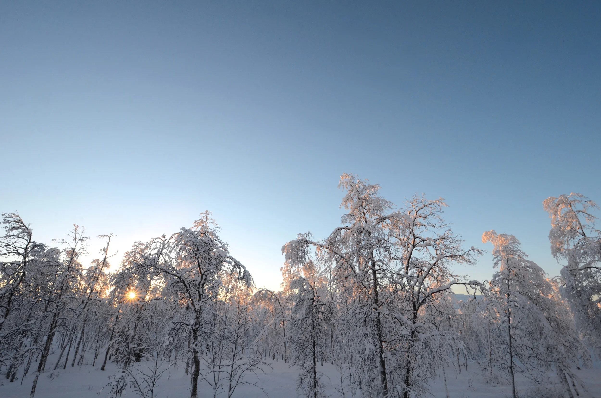Frozen forests of Lapland