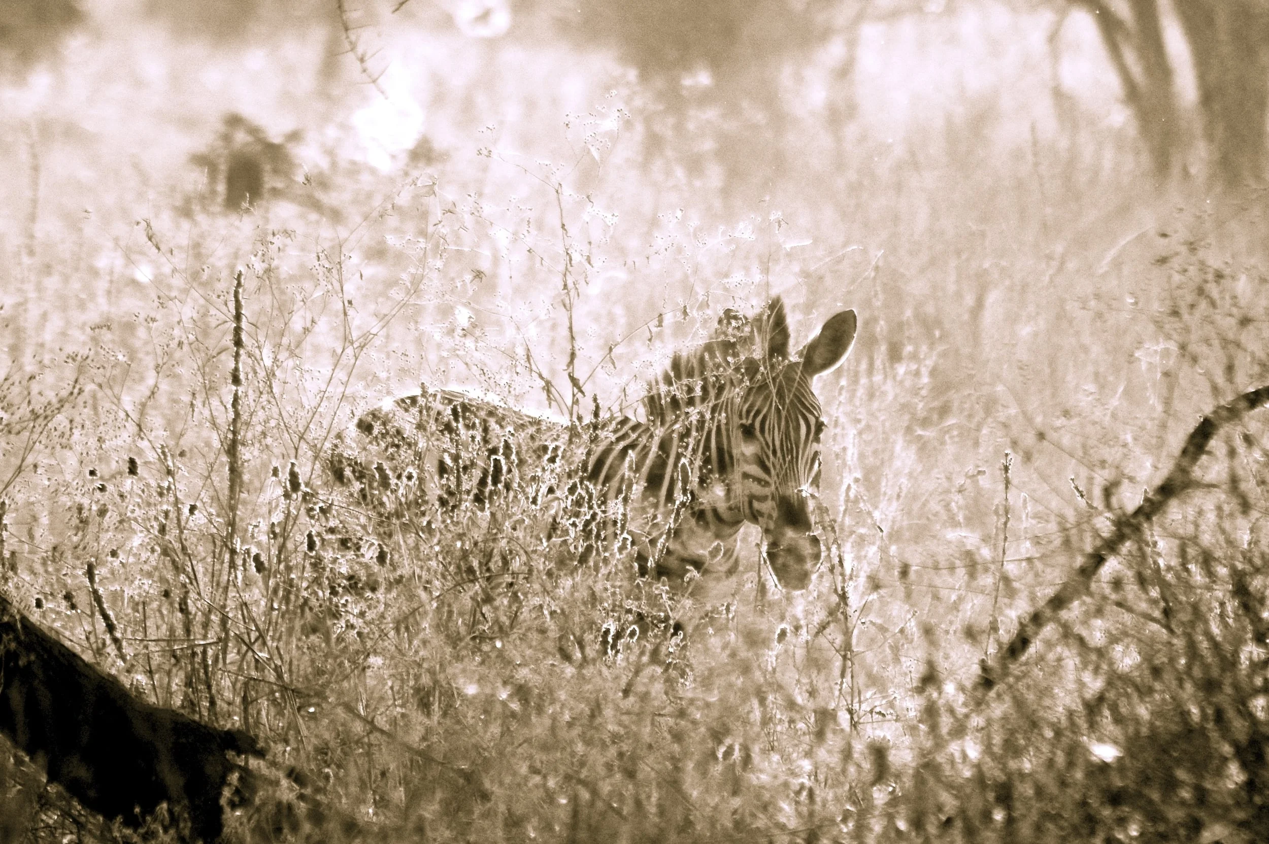 Tanzania, 2010