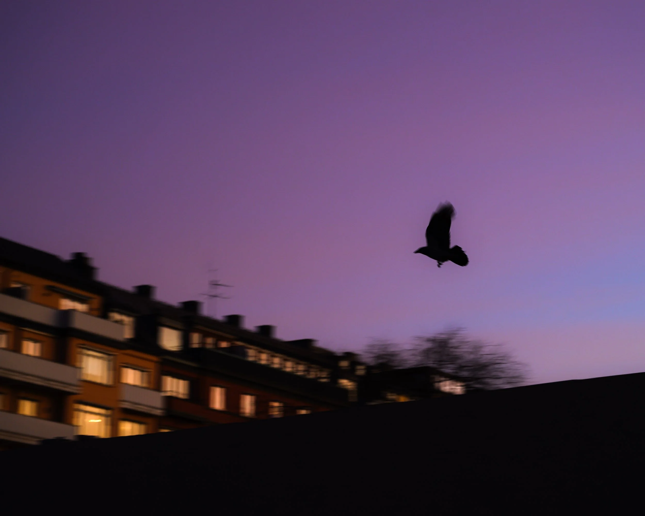 _DSC1198-R.jpeg