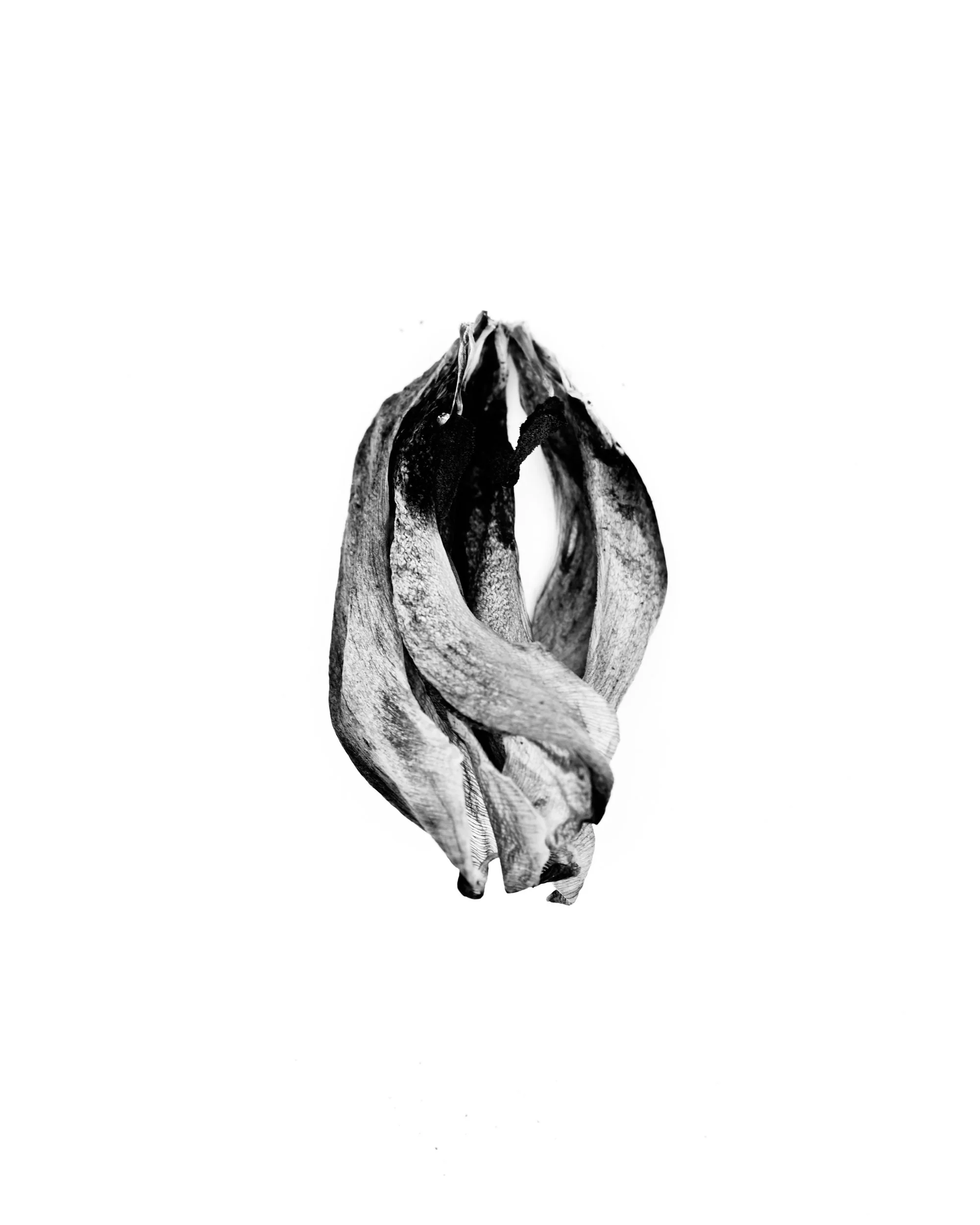 Studiosession 23 april blomma oc annat-1504.jpeg