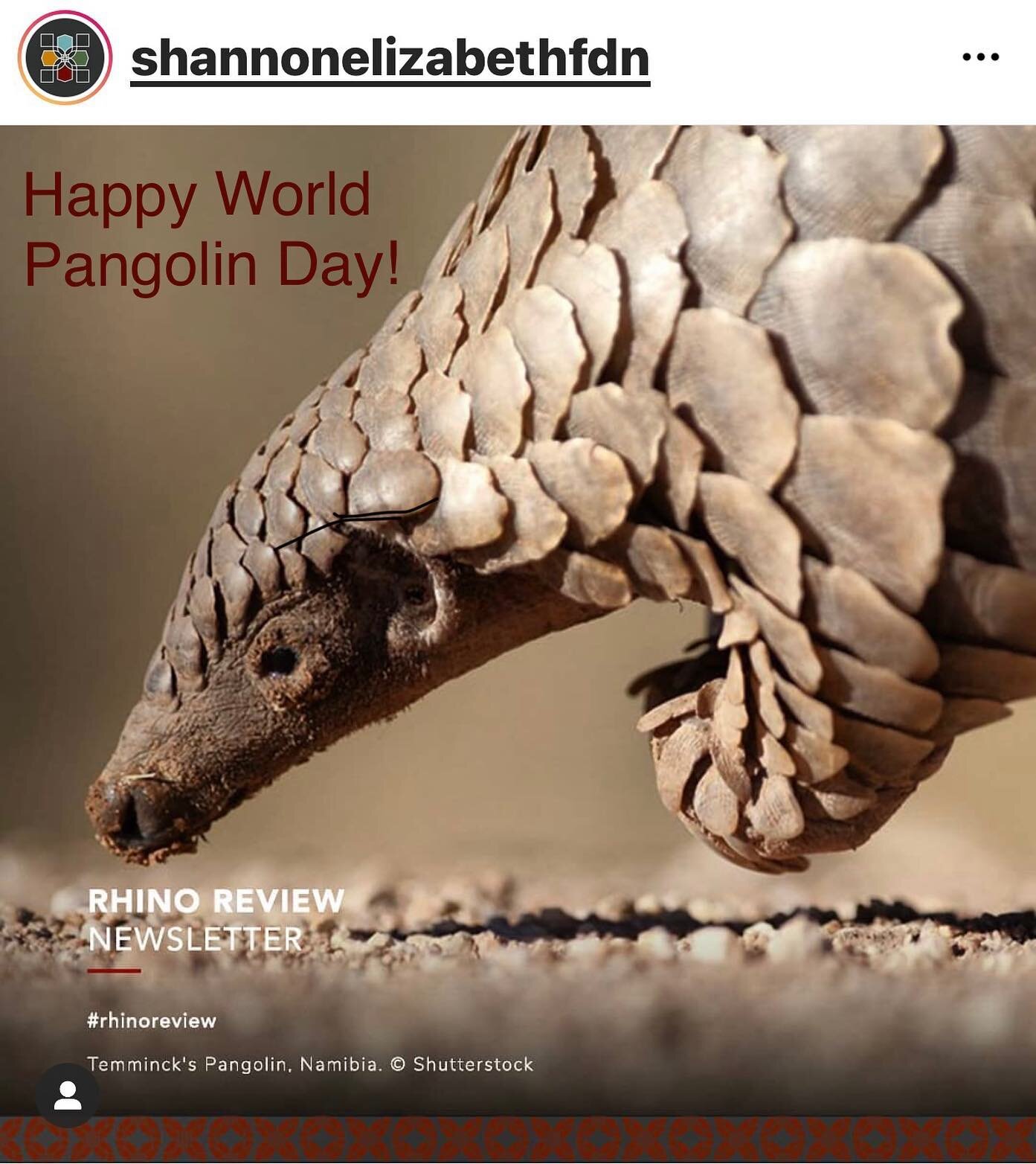 Happy World Pangolin Day! Before doing work in conservation, I had no idea what a pangolin actually was. I have never been lucky enough to see one in the wild though-only after they had been rescued from horrific poaching attempts. If you want to lea