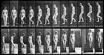 Female_nude_motion_study_by_Eadweard_Muybridge_(2).jpg