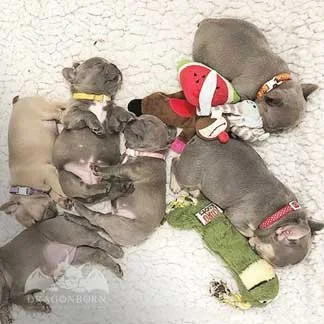 Osha-Jan-2019-Our-Puppies-Thumbnail.jpg
