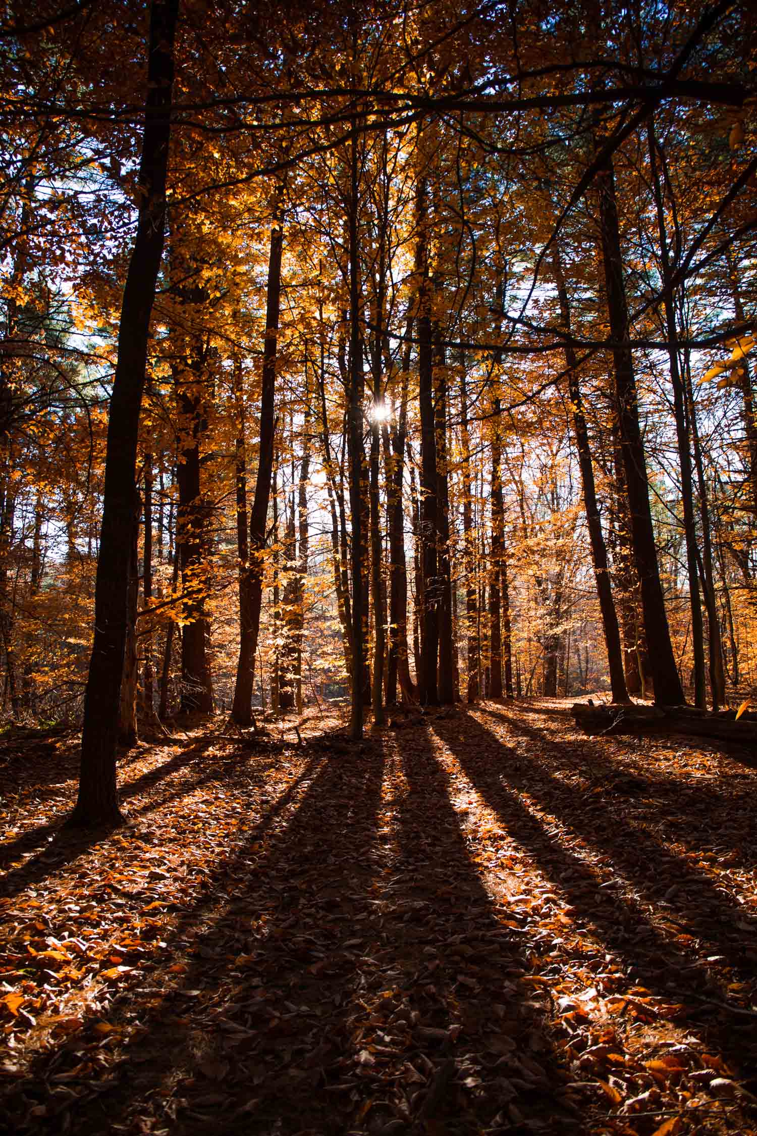 Hassocky Trail, Ipswich River Wildlife Sanctuary, Topsfield, MA