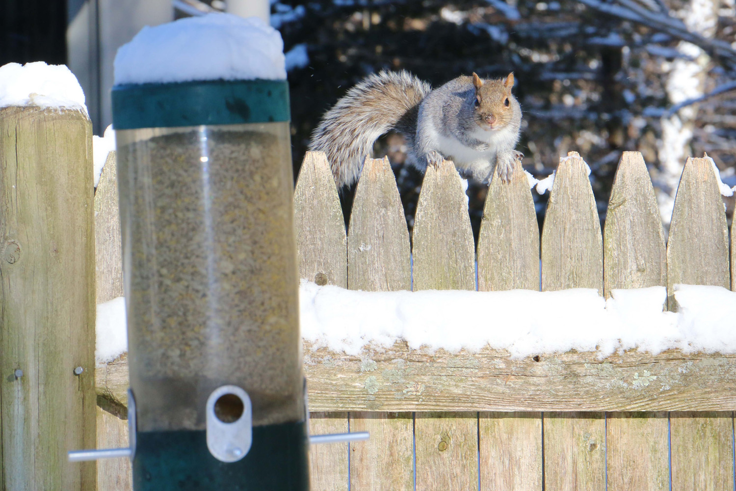 Eastern Gray Squirrel, Lynnfield, MA