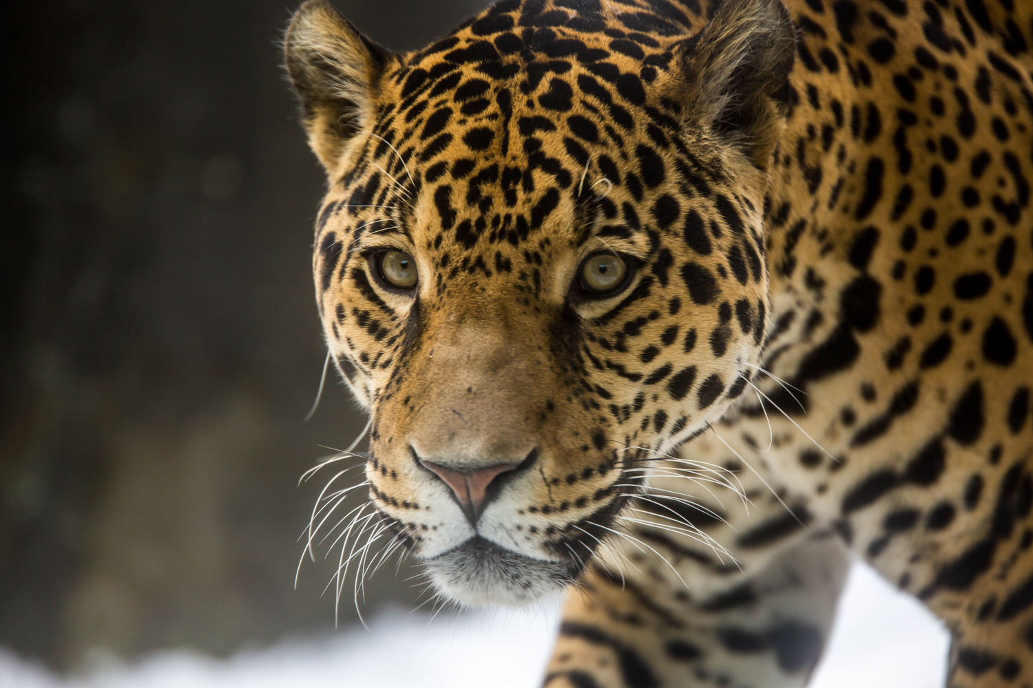 Jaguar, Stone Zoo, Stoneham, MA