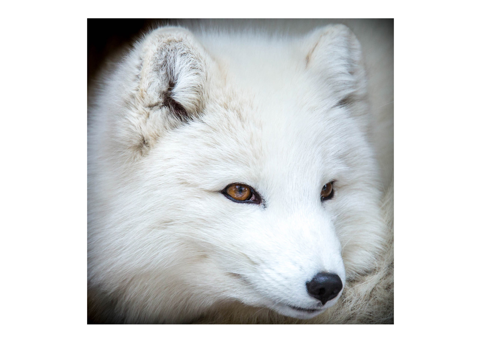 Arctic Fox, Stone Zoo, Stoneham, MA