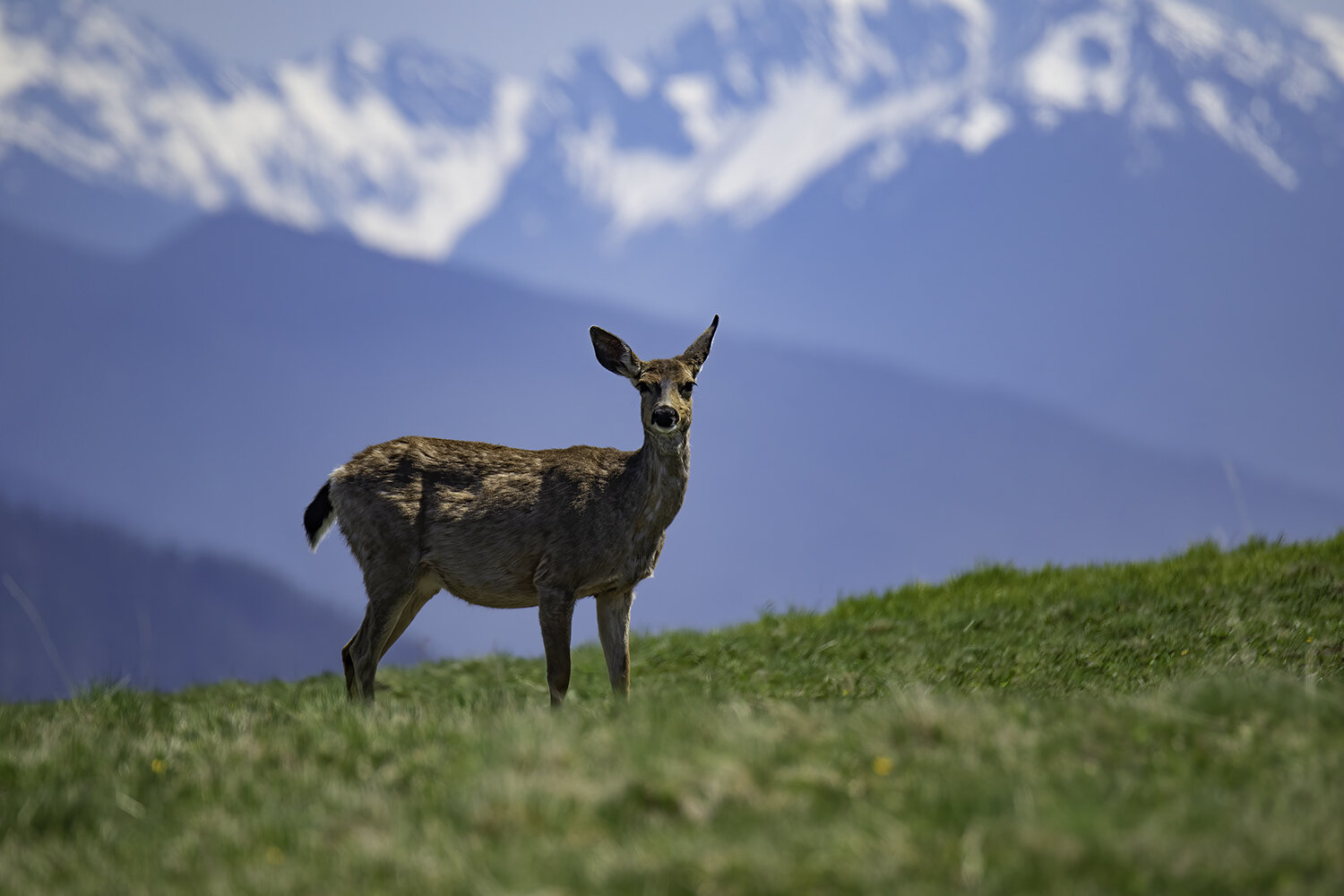 Black-tailed Deer, Hurricane Ridge, Olympic National Park, WA