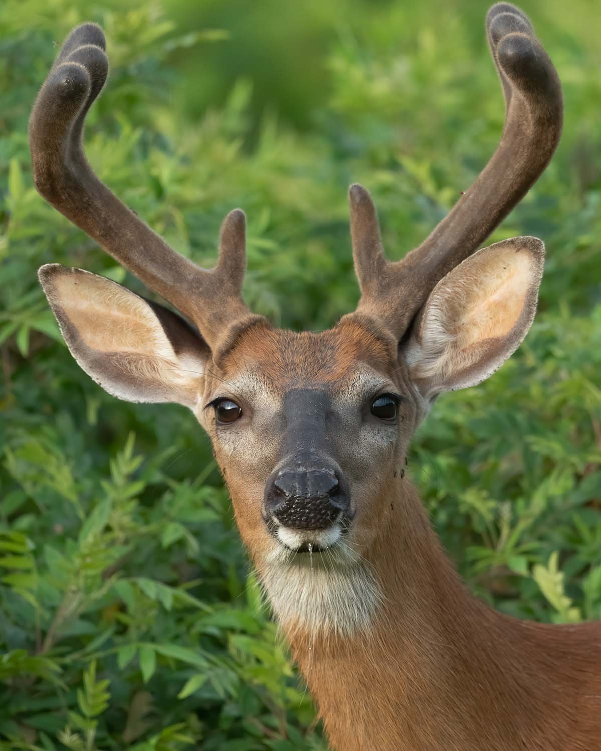 White tailed deer, West Tisbury, MA
