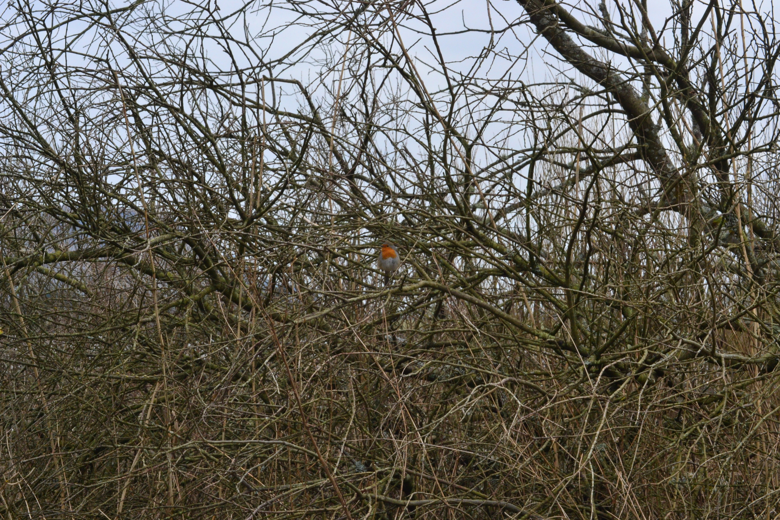 It's much easier to spot birds in early spring as they can't hide in the brush as easily